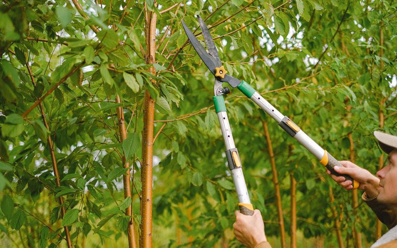 Tree trimming in Trenton, UT